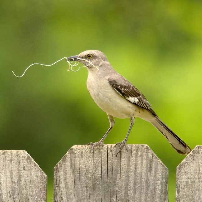 Media We Love: A gray bird sits on a fencepost with a squiggly stick in its mouth.