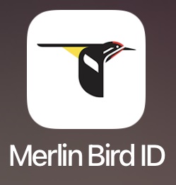 Icon image showing a cartoon of a black and yellow bird flying with app name below.