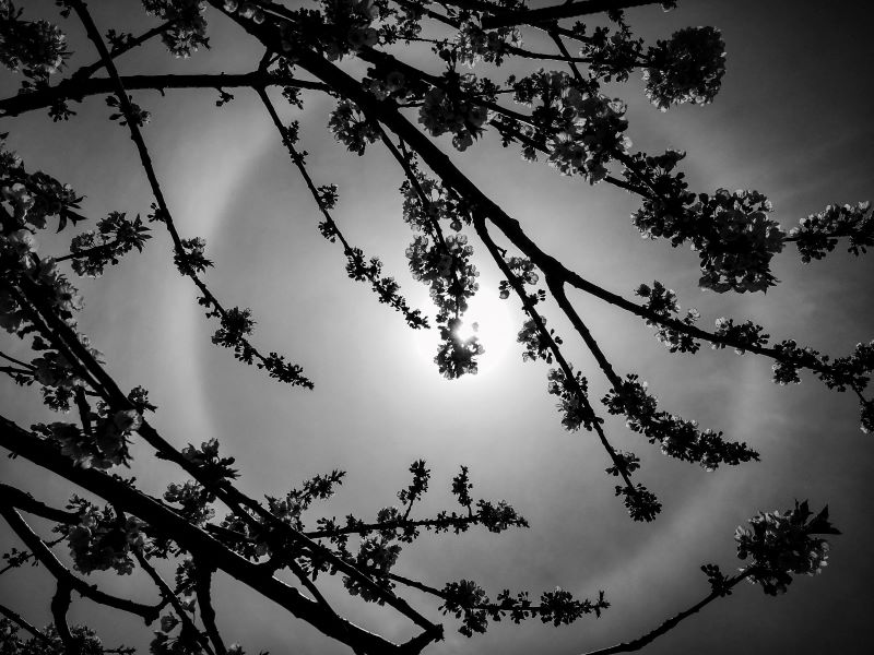 Greyscale image of a sun surrounded by a halo of light, with the branches of a blossoming tree in the foreground