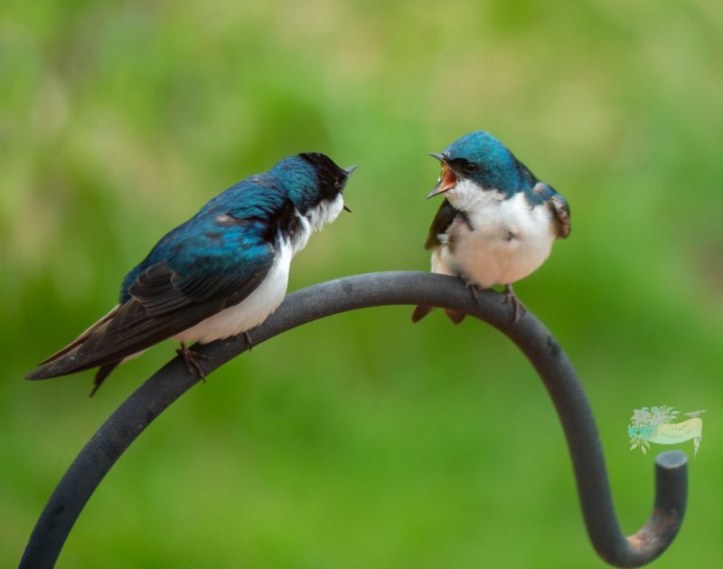 Two blue and white birds face each other with beaks wide open as if shouting.