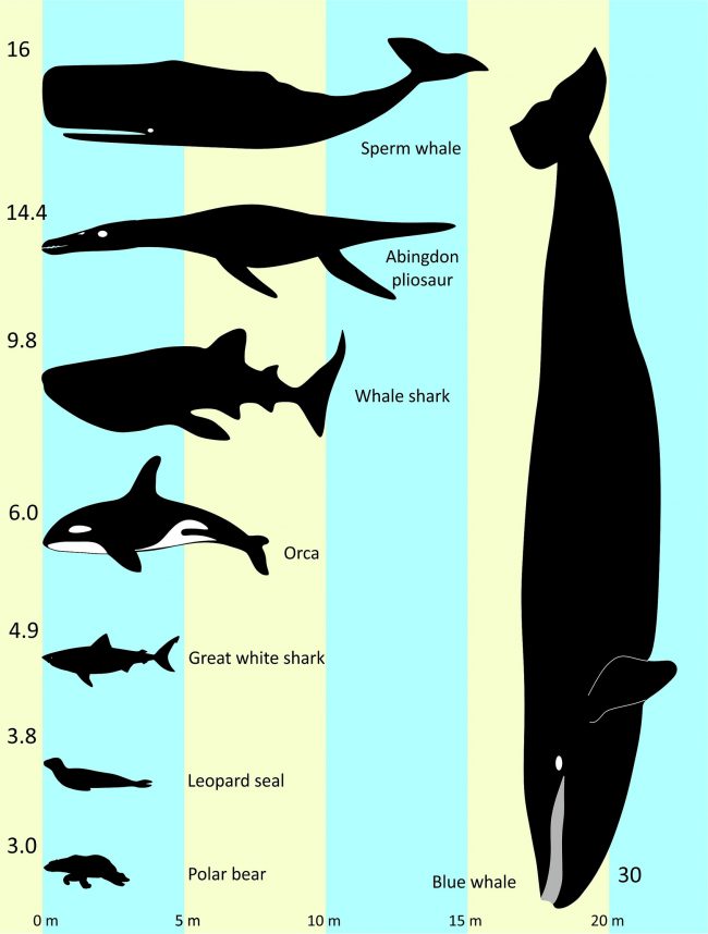 Shadowed images of marine life such as sharks and the pliosaur compared by size.