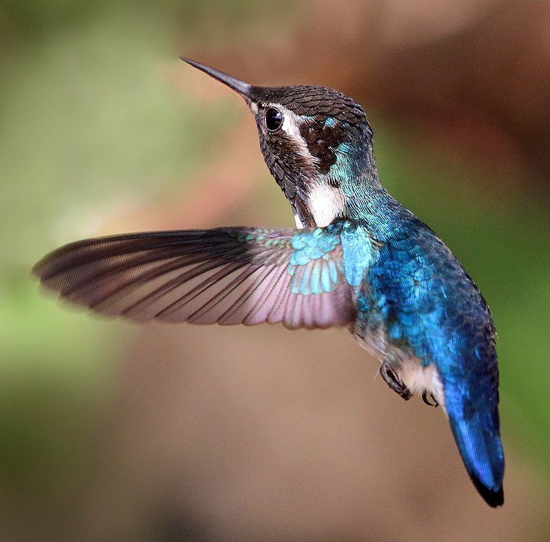 Iridescent blue bird with open wings and long thin beak, in flight.