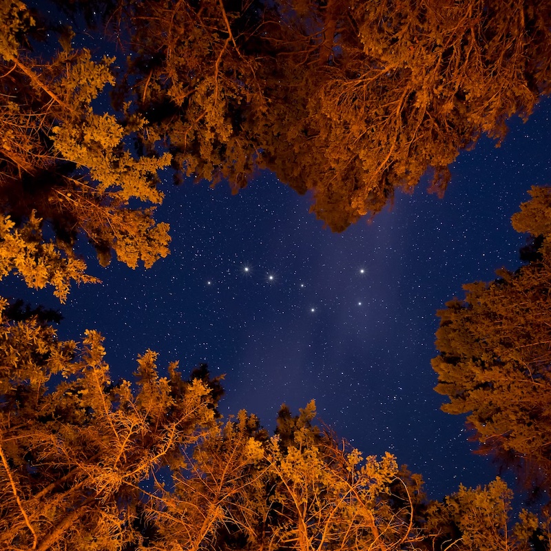 Starry sky overhead with the Big Dipper in the middle surrounded by tall, golden trees.