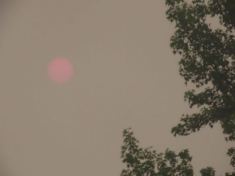 Barely visible pink sun in a beige sky with a tree.