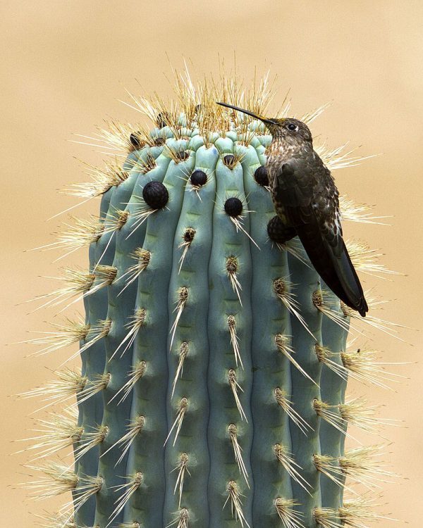 Small gray and dark brown bird perched on a large, spiny cactus.
