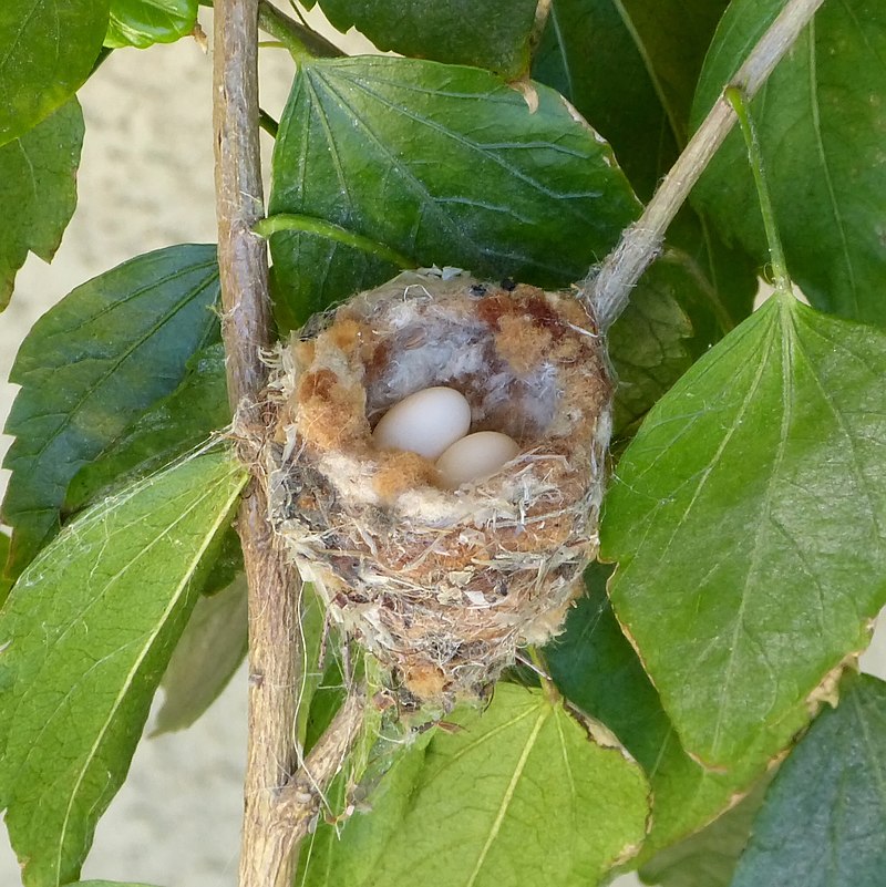 Tiny nest made out of dried grass and fluff with 2 eggs. It is between 2 twigs, with some leaves.