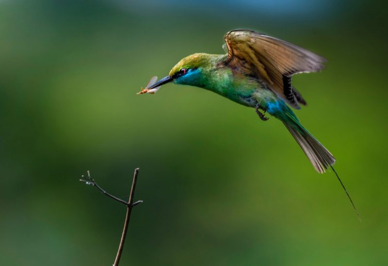 Small green and blue bird in flight with an insect in its beak.