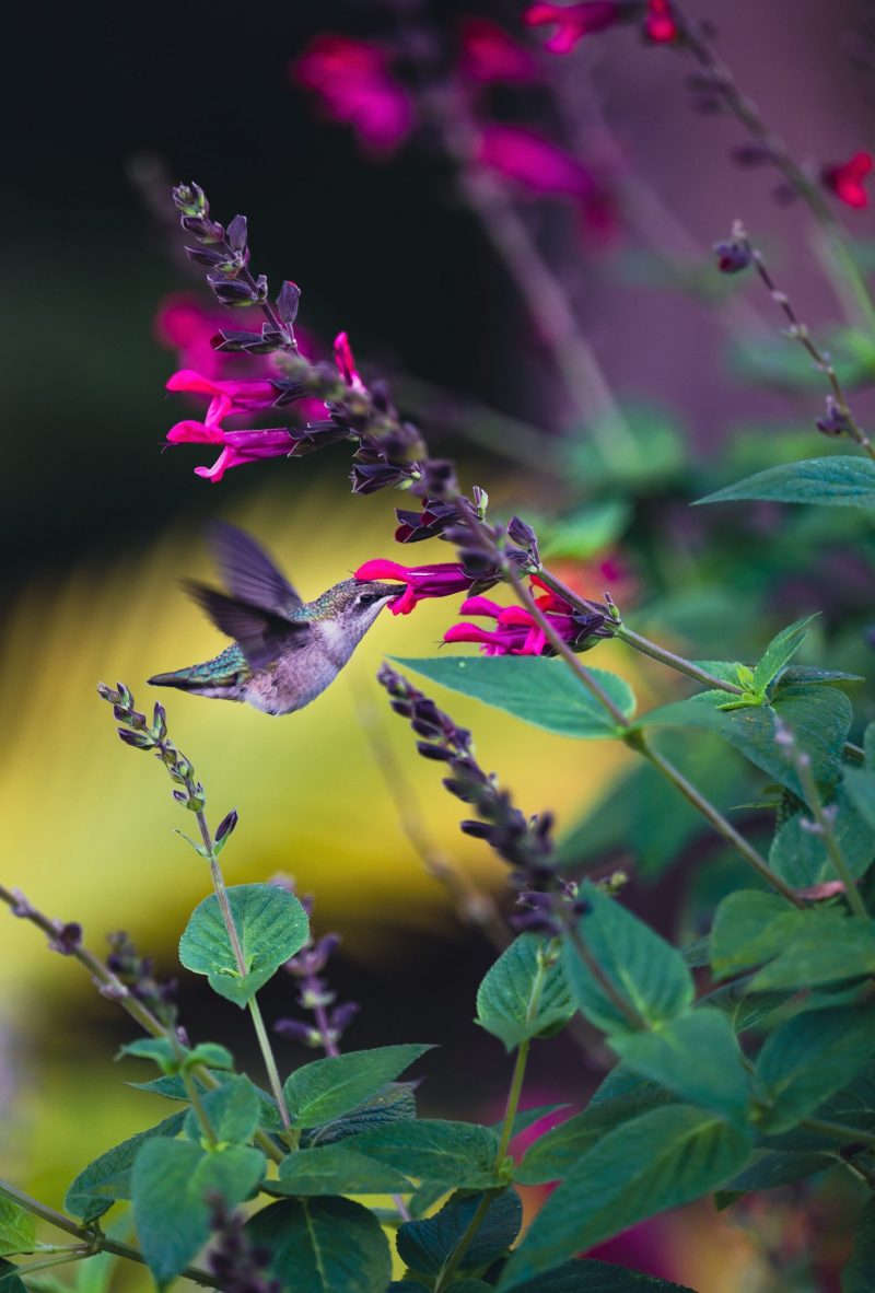 Tiny green and lavender bird with pointy wings in flight next to stalk of deep magenta flowers.