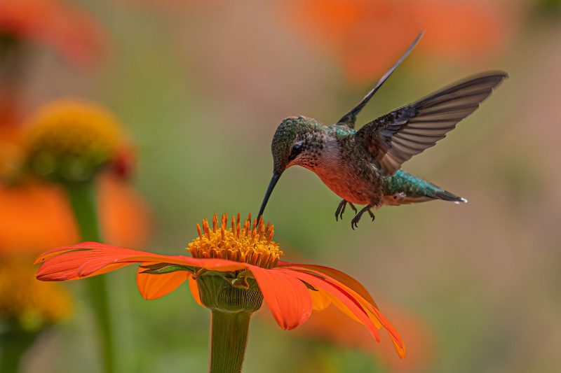 Hummingbirds: Little green bird with long slender beak, wings spread, flying over an orange daisy-like flower.