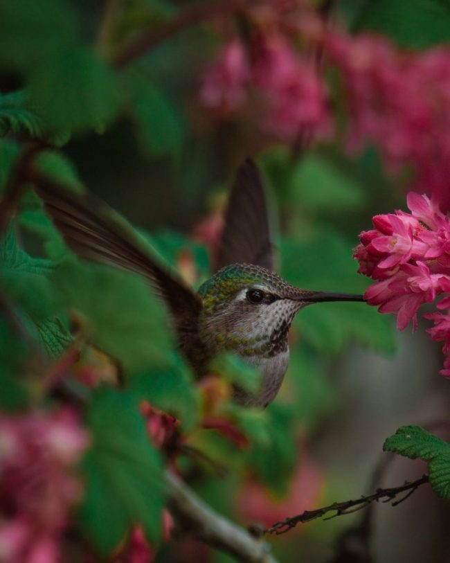 Head and wings of small bird with body hidden by leaves, beak in pink flowers.