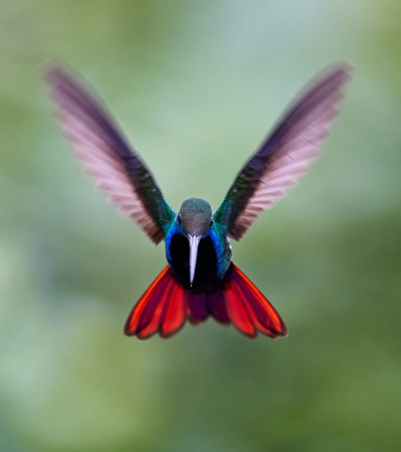 Front view of iridescent blue bird with scarlet tail feathers and wings outspread in flight.