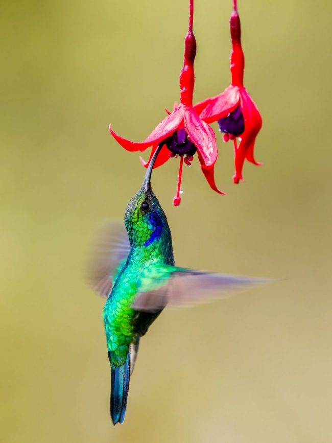 Tiny, iridescent green bird with blurred, pointy wings and long thin beak in red hanging flower.