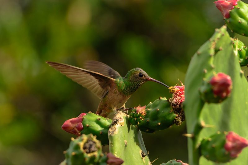 Green-necked brown bird with wings spread, perched on a cactus, with long beak in a pink flower.