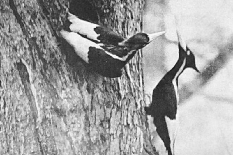 Ivory-billed woodpecker: Two black-and-white birds on tree trunk.