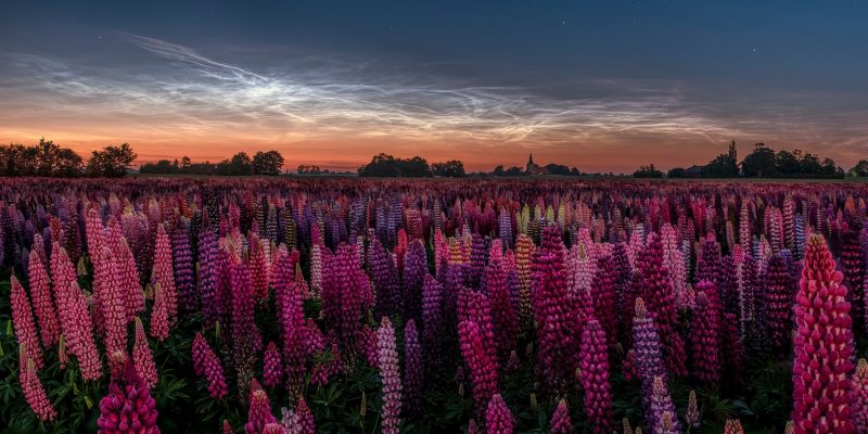 Field of pink and purple flower spikes, an orange horizon and glowing wispy clouds in a dark sky above.
