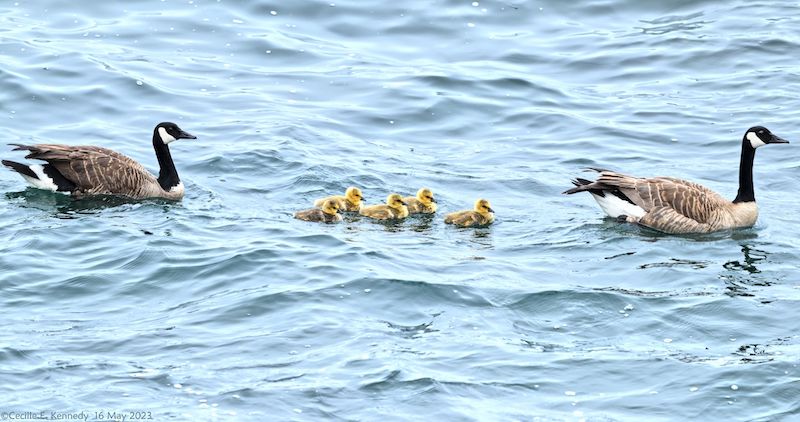 Some geese and goslings swimming in the ocean.