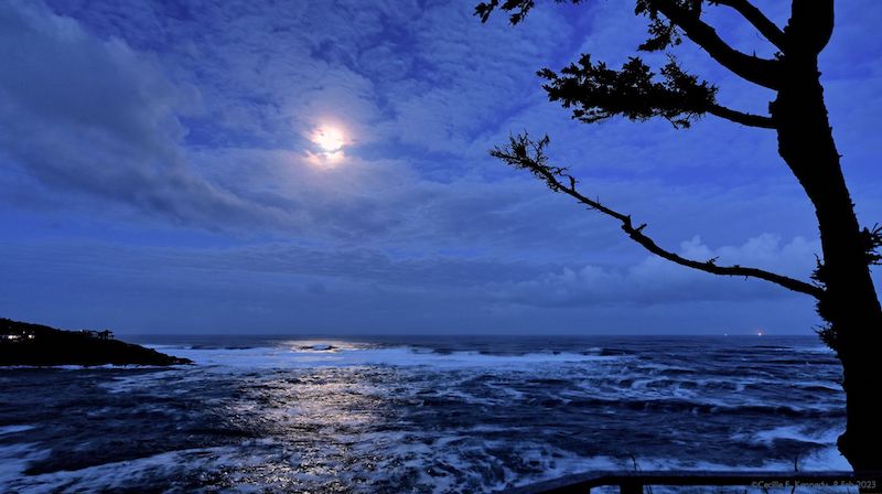 Blue scene: moon in cloudy sky over the ocean with tree in foreground.