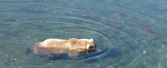 A bear floating in water with his face below the water, looking down.