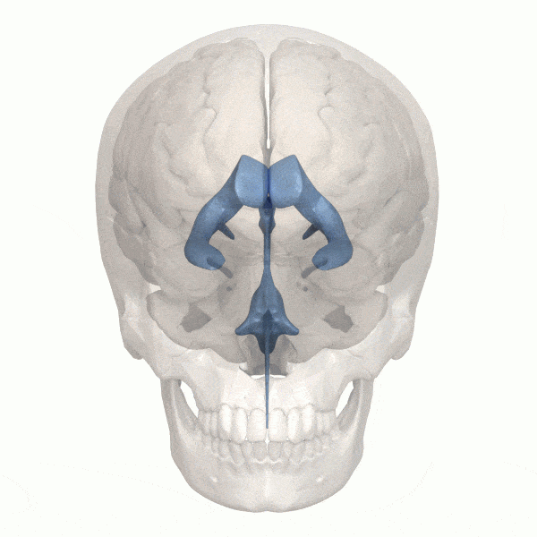 Astronauts' brains: Rotating transparent human skull with hook-shaped interior brain component rendered in blue.