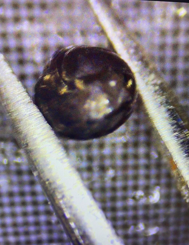 Round, shiny dark object between 2 metallic tongs. 