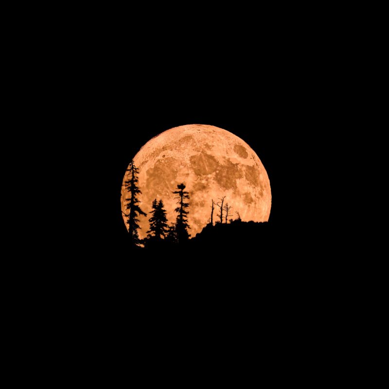 Large, golden full moon with silhouette of tall, vertical trees, probably firs, in front.
