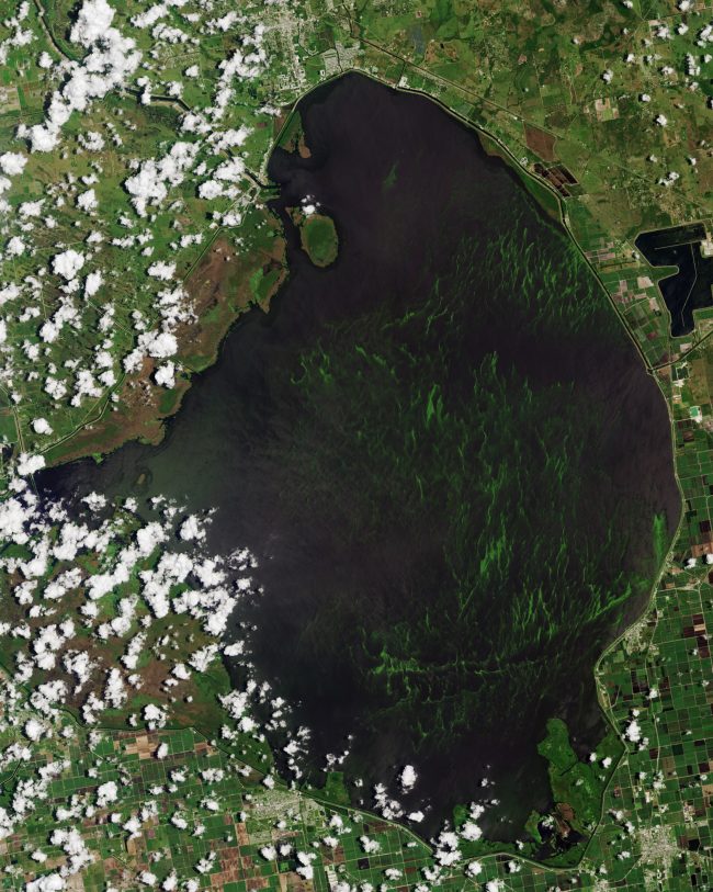 Algae bloom: Satellite view of a dark lake with large, lighter green patch surrounded by green land and puffy clouds.