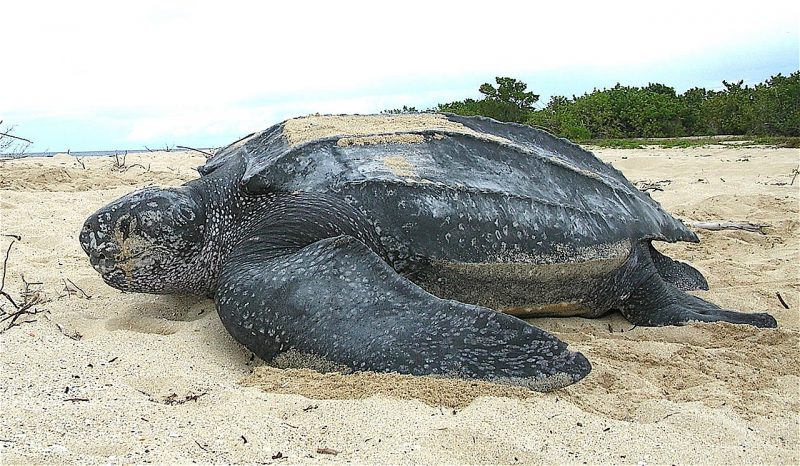 A large gray turtle with flippers instead of legs in the sand.