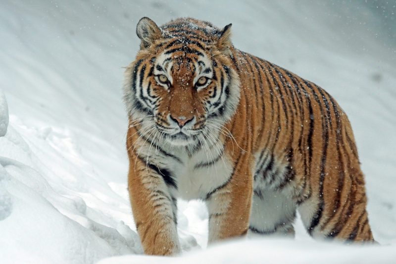 Strong tiger surrounded by snow.