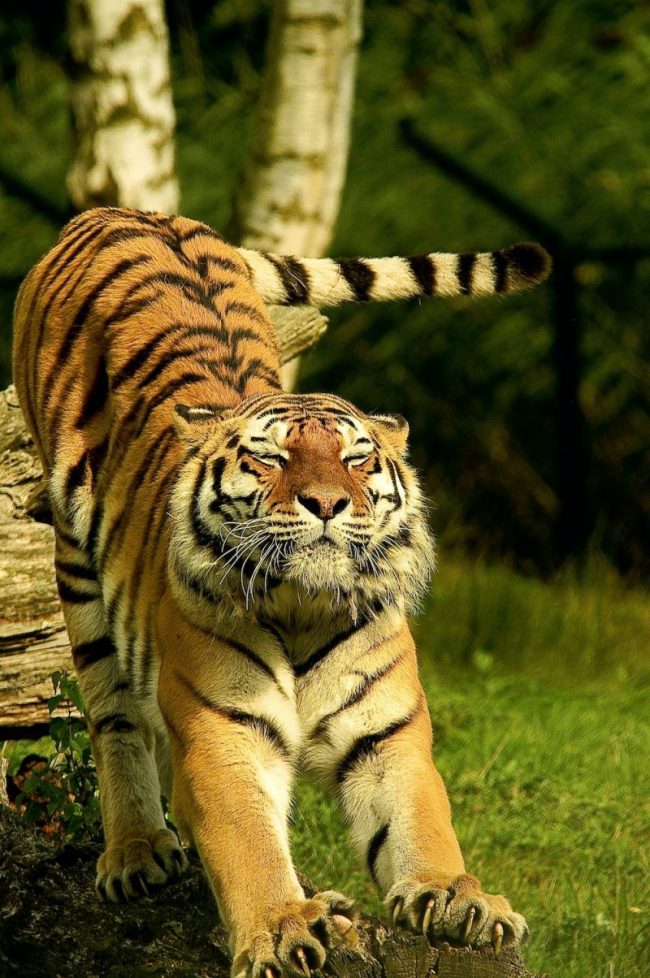 A orange tiger stretching on the grass.