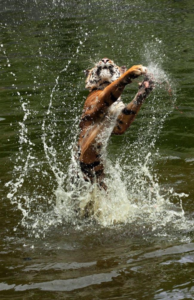A tiger is jumping in the water. It shows its claws in the air.