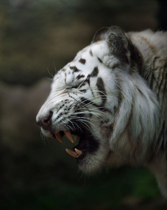 The head of a white tiger with an open mouth.