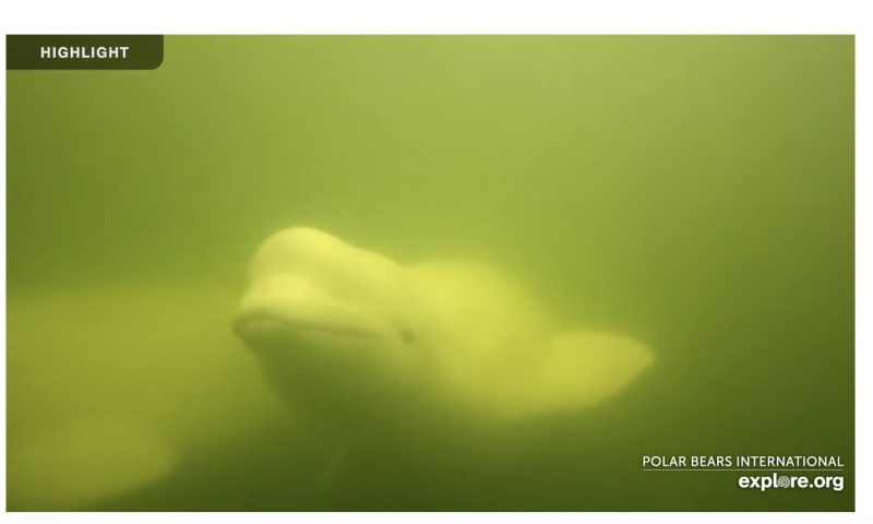 Beluga boat cam: Beluga under water, via the live web cam.