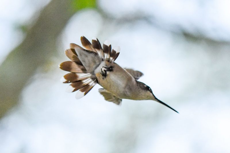 Photo of a light brown hummingbird from below. The feathers are dark brown, light brown and white.