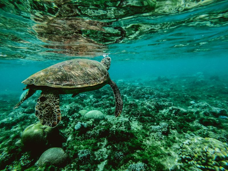A turtle swimming submerged in the ocean.
