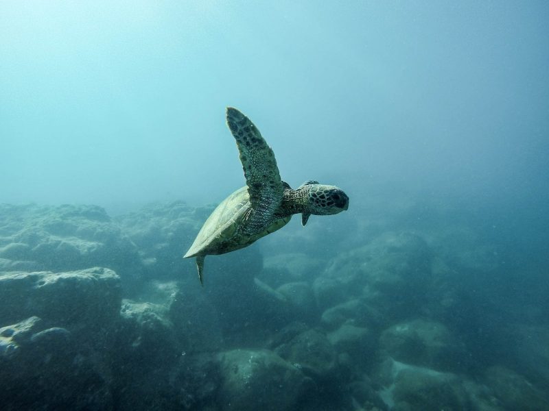 A baby turtle swimming submerged in water over rocky sea bottom.