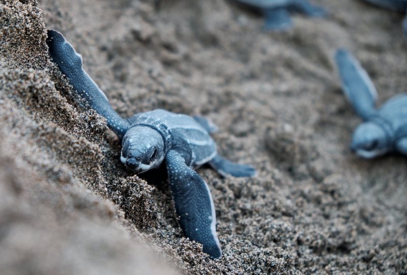 A couple of timy young turtles in the sand.