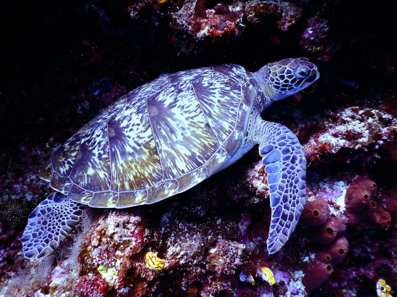 A fluorescent bluish turtle with flippers instead of legs in the ocean near coral.