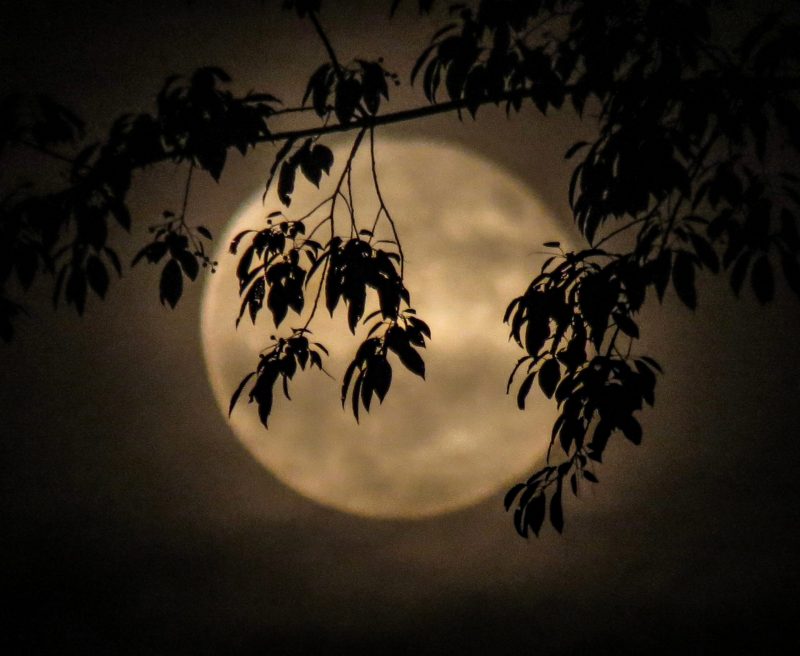 Yellowish full moon in the background. A branch with leaves hides the moon.
