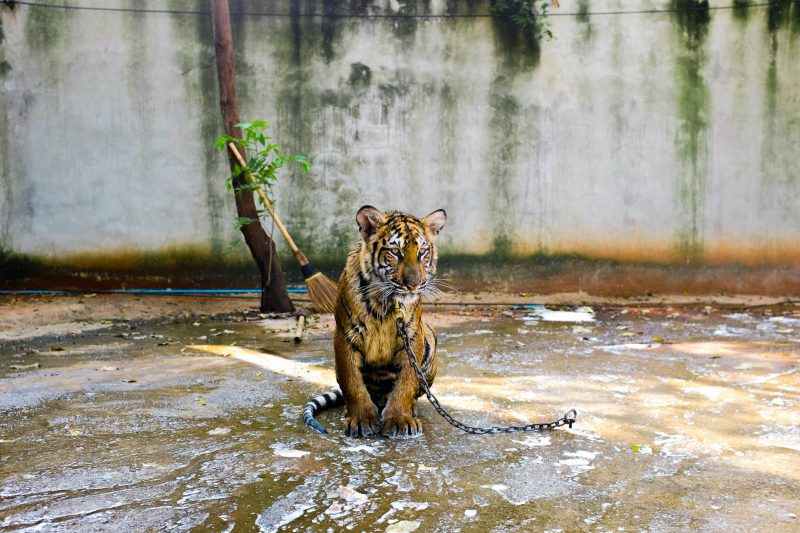 Young tiger in chains and surrounded by walls.
