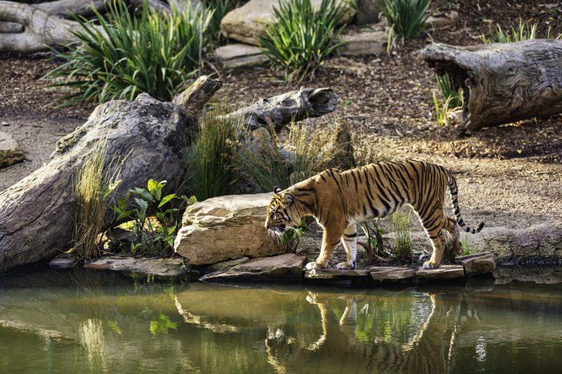 Tiger close to water and its reflection.
