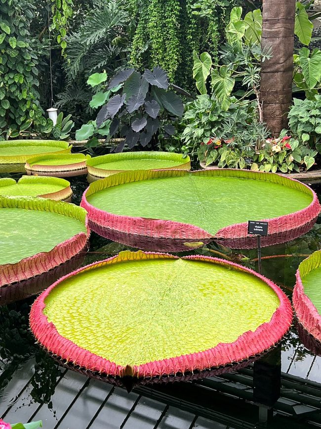 Huge flat, round, green floating pads, with hot pink raised rims around them, in tropical setting.