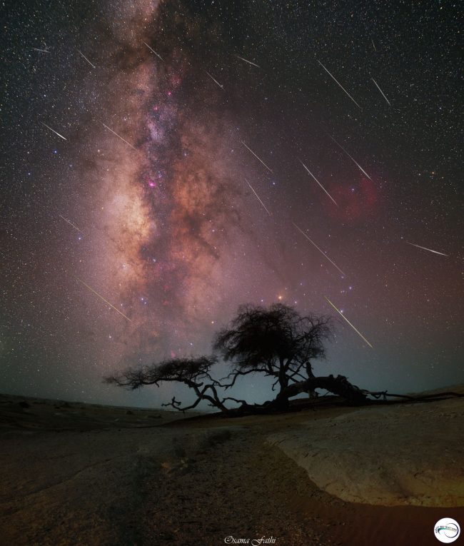 tens of white meteor streaks in front of a vivid cloudy core of the milky way, with an acacia tree in the foreground