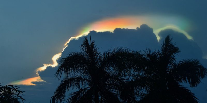 Palm trees in the foreground with clouds on them. Over the clouds there are rainbow colors.