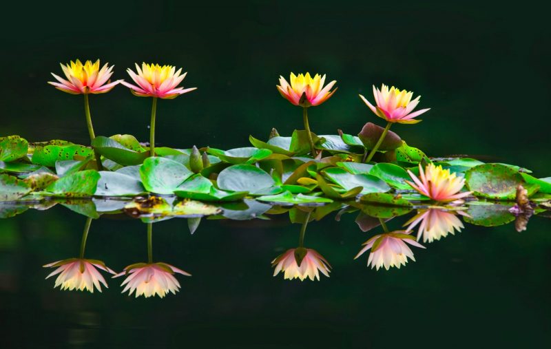 Green leaves floating on water with beautiful, many-petaled flowers reflected in the water.