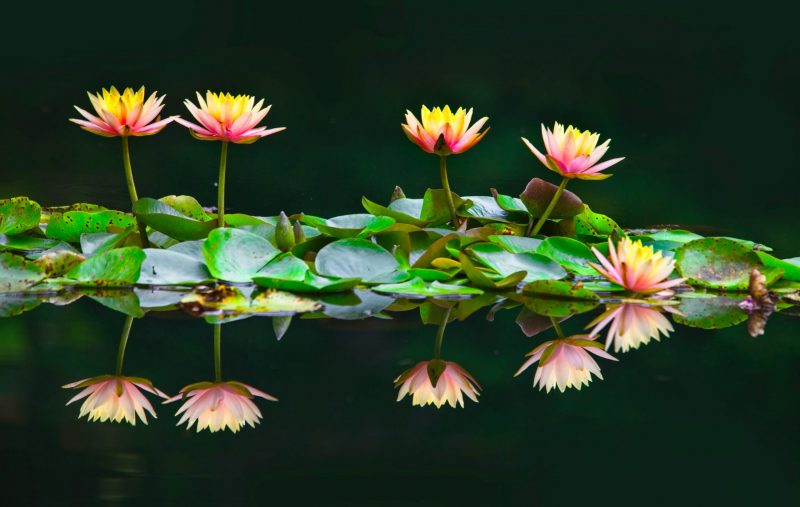 Lily Pad Love: Paying Homage to Floating Flora with Water Lilies