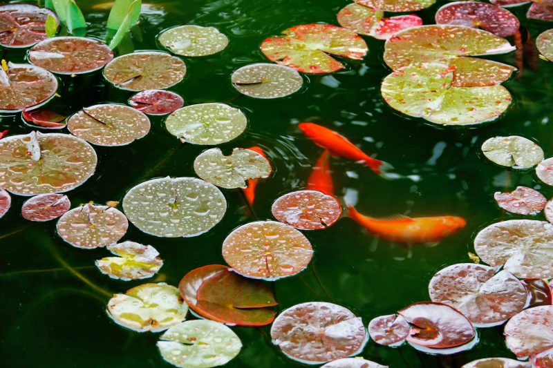 Red and green round, floating leaves with 4 bright gold-orange fish swimming beneath them.