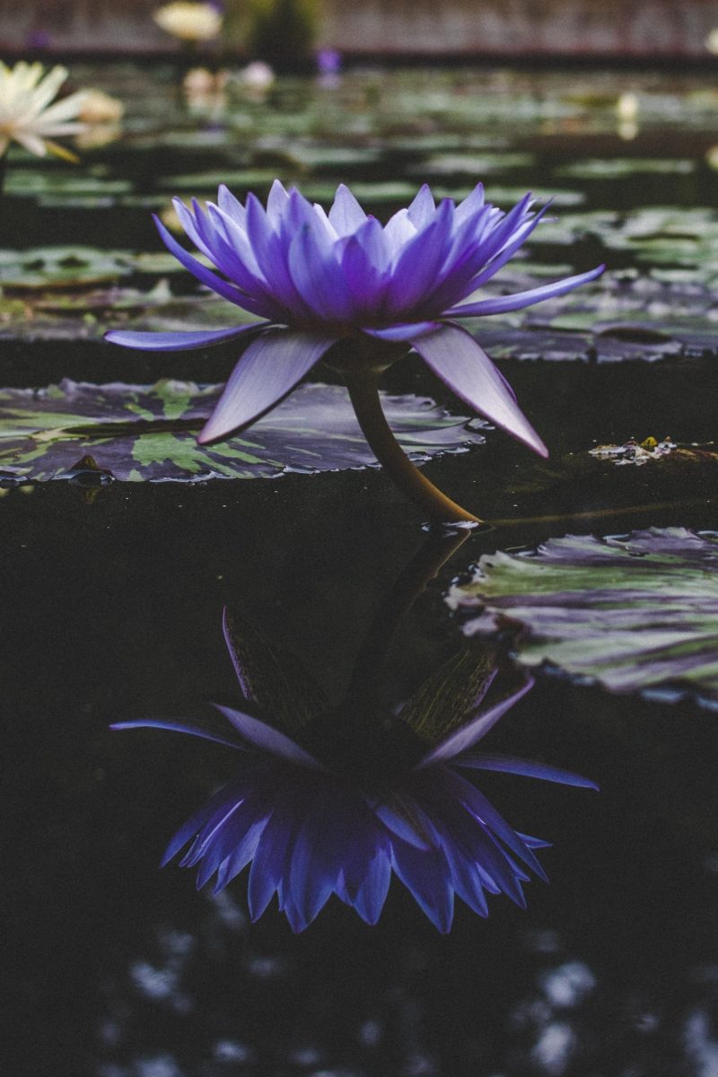 Majestic, many-petaled purple flower with short stem and reflection in the water.