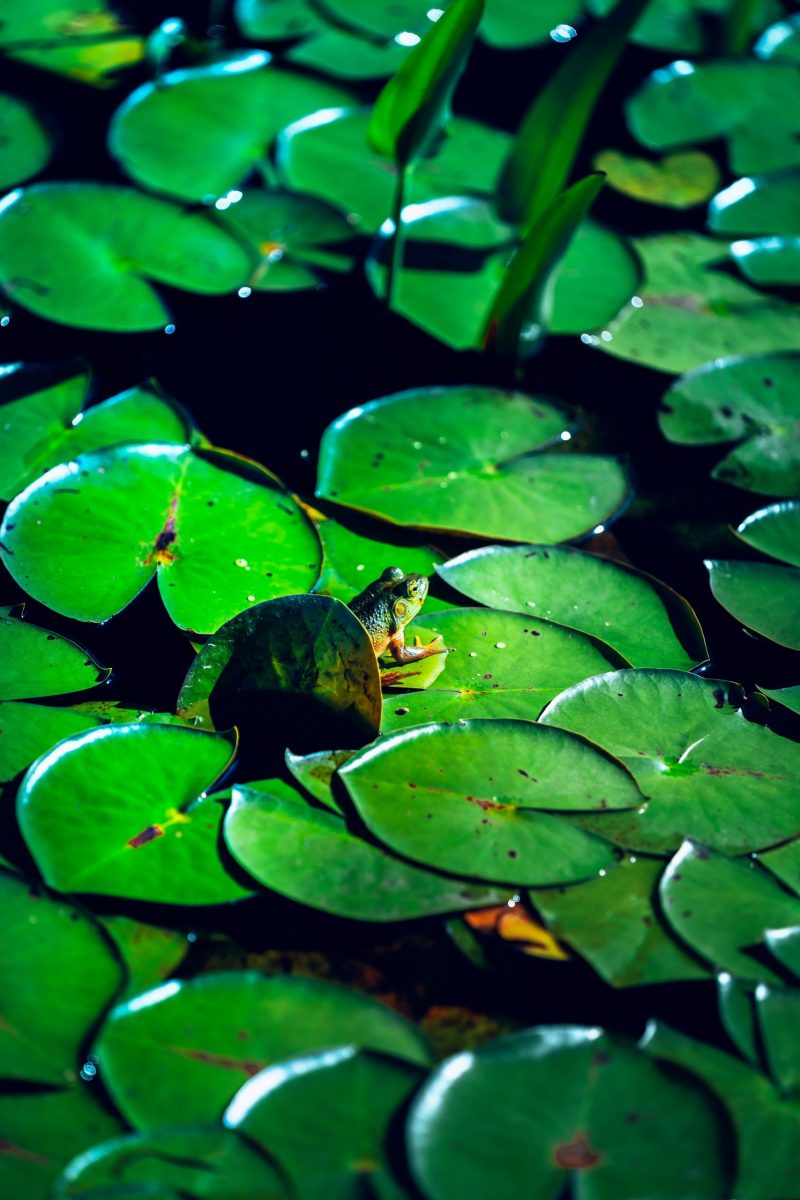 Water surface covered in round, bright green leaves and a little frog on one of them.