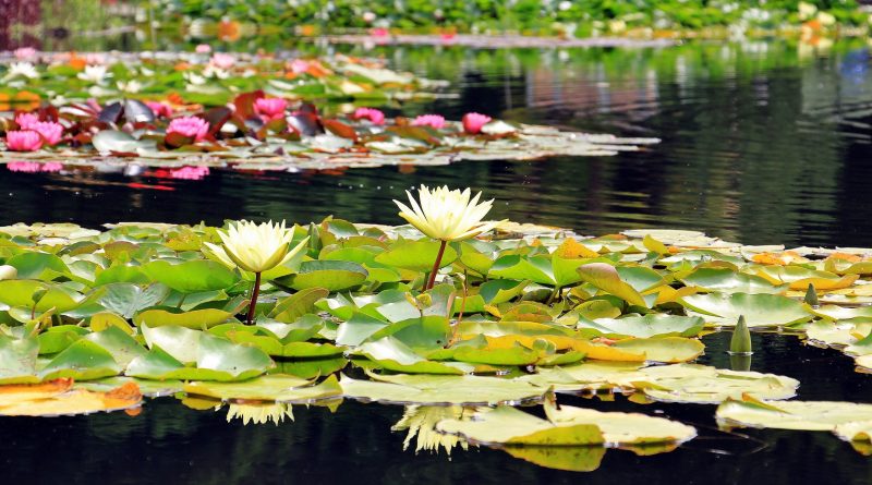 Water lily patches on water. Some have yellow flowers, others pink. All have round green leaves.