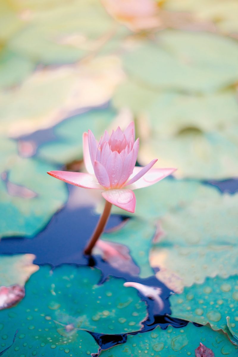 Water lilies: Light pink flower with many pointy petals, a large stem and flat, round green leaves around.